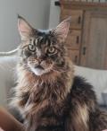 2 magnifiques et gentils Maine Coon