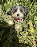 Chiot de race Yorkshire Biewer