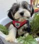 Chiot de race Yorkshire Biewer