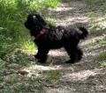 Chiots caniche nain/Pudel/Poodle