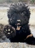 Chiots caniche nain/Pudel/Poodle