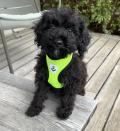 Chiots caniche nain/Pudel/Poodle