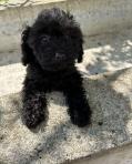 Chiots caniche nain/Pudel/Poodle