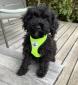 Chiots caniche nain/Pudel/Poodle