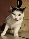 Chat femelle à adopter 