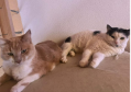 Chat femelle à adopter 