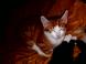  chatons
