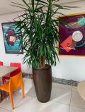 Plantes vertes