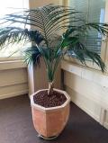 Plantes vertes