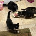  4 boules de poils en mission : trouver leur famille idéale