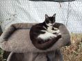 Deux petites chattes de Sicile cherchent leur famille 