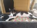 Deux petites chattes de Sicile cherchent leur famille 