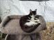 Deux petites chattes de Sicile cherchent leur famille 