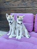 Chiots Huscky sibérien 