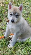 Chiots Huscky sibérien 