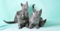 A DONNER: Chatons Pure Race chatons Bleus Russes à Donner