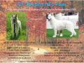 Chiots Bergers Blanc Suisse LOF à Réserver