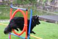 Magnifiques chiots bergers belge TERVUEREN ou GROENENDAEL pedigree
