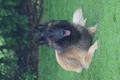 Magnifiques chiots bergers belge TERVUEREN ou GROENENDAEL pedigree