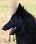 Magnifiques chiots bergers belge TERVUEREN ou GROENENDAEL pedigree