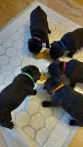 Chiots Frenchie staff à placer