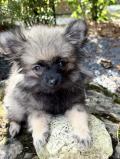 Chiot mâle de race petit spitz(Loulou de Poméranie)
