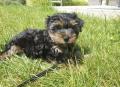 Chiots Yorkshire 