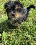 Chiots Yorkshire 