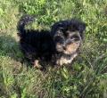 Chiots Yorkshire 