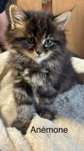 5 BB maine coon pure race