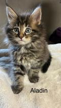 5 BB maine coon pure race