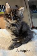 5 BB maine coon pure race