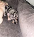 Chiots chihuahua 