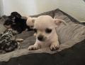 Chiots chihuahua 