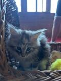 Magnifiques chatons Main Coon 