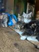 Magnifiques chatons Main Coon 