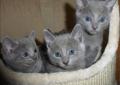 A DONNER: Chatons Pure Race chatons Bleus Russes à Donner A DONNER: Chatons Pure Race chatons Bleus Russes à Donner