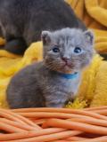 Chatons Chartreux 