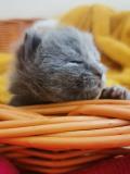 Chatons Chartreux 