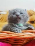 Chatons Chartreux 