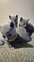 A DONNER: Chatons Pure Race chatons Bleus Russes à Donner
