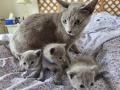 A DONNER: Chatons Pure Race chatons Bleus Russes à Donner