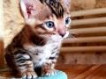 Adorables chatons bengal à donner