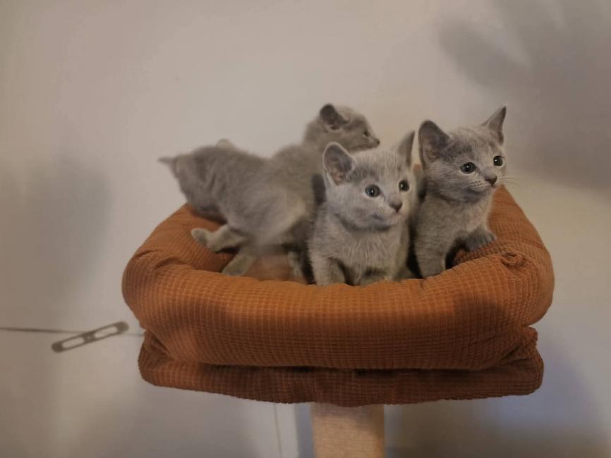 A DONNER: Chatons Pure Race chatons Bleus Russes à Donner