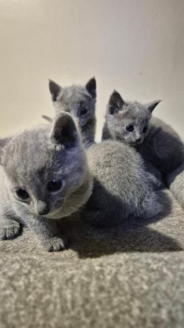 A DONNER: Chatons Pure Race chatons Bleus Russes à Donner