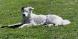 A donner superbe border collie, 4 ans et demi