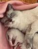 Chatons siamois cherche famille 