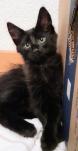 Chaton Angora Turc