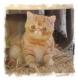 Chaton Exotic Shorthair 