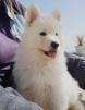 A vendre chiot Berger Blanc Suisse
